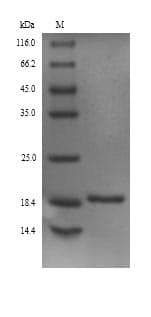 Platanus acerifolia PLA1 Protein (Recombinant 6His, N-terminus)
