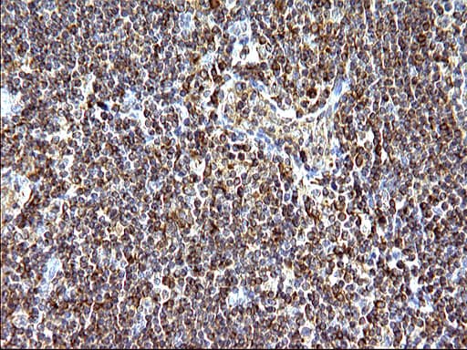 SCAMP2 Antibody (clone OTI2F1)