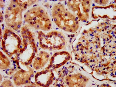 KIAA0319 Antibody