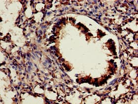 CDX4 Antibody