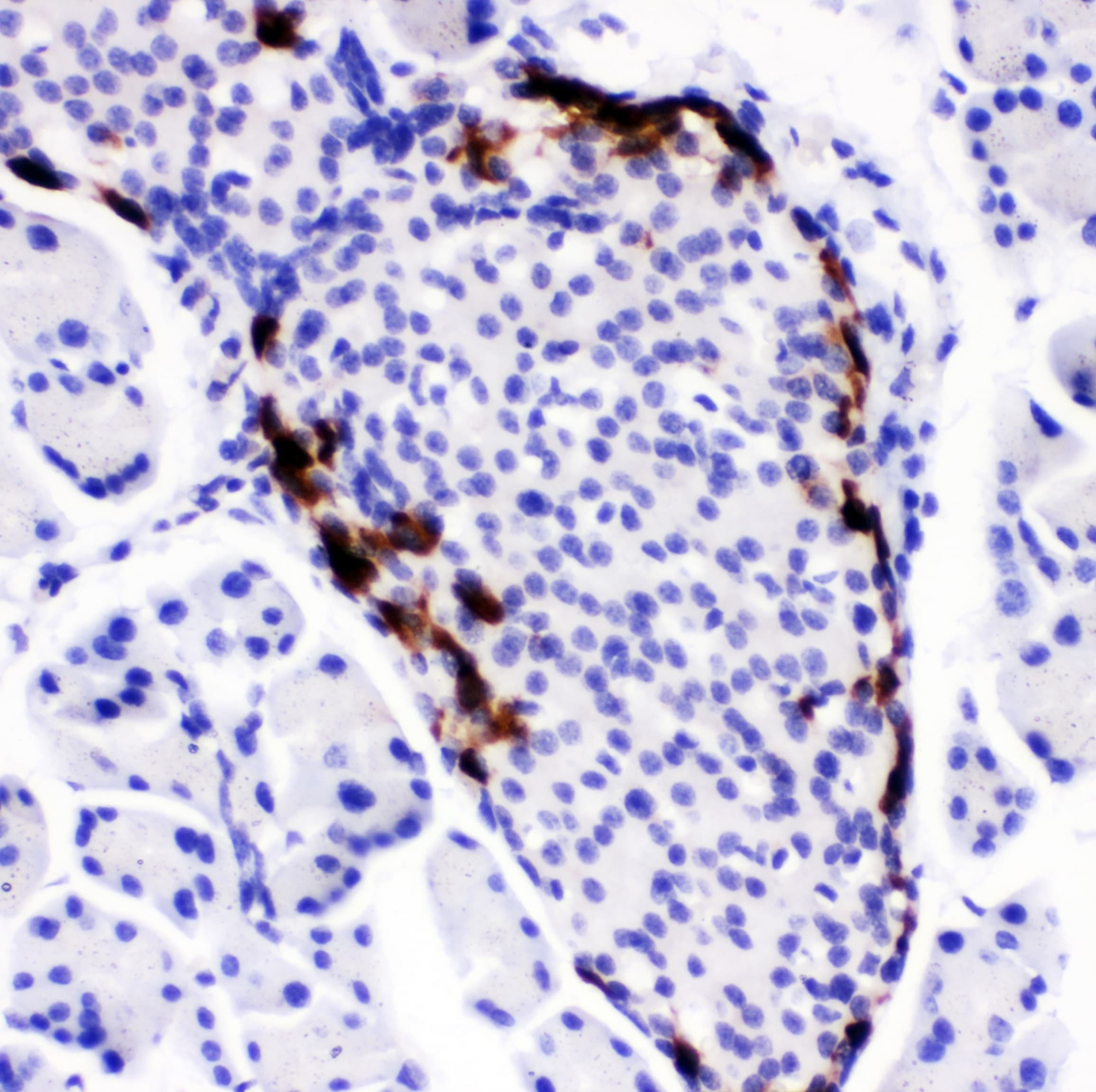 Peptide YY / PYY Antibody