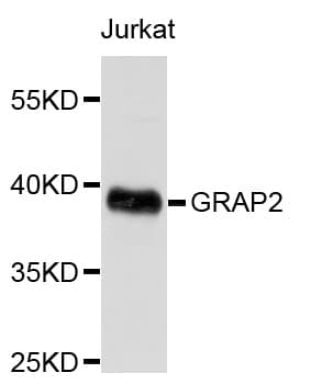 GRAP2 / GRID Antibody (AP)