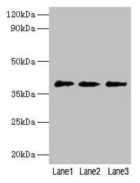 POU5F1 / OCT4 Antibody