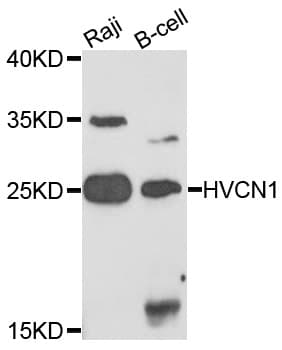 IHC-plus™ HVCN1 / HV1 Antibody