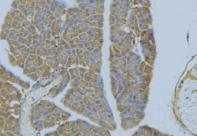 NRG4 Antibody
