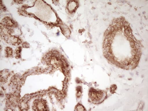 CD40 Antibody (aa21-166, clone OTI8B8)