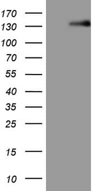 LPIN1 / Lipin 1 Antibody (aa1-274, clone OTI5H2)