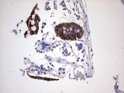 BOULE / BOLL Antibody (clone OTI2D11)
