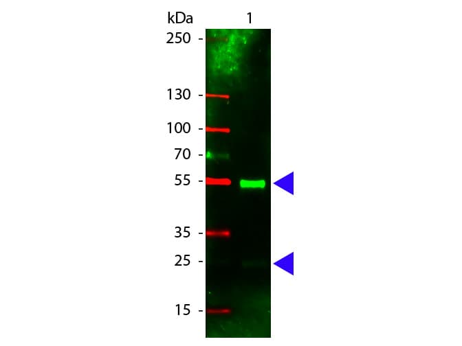 Polyclonal Rabbit Anti-Pig IgG Secondary Antibody (TRITC, IF, WB)