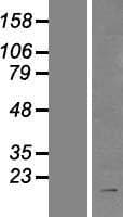 BIRC8 / ILP2 Protein (Over-Expression Lysate Myc-DDK (Flag))