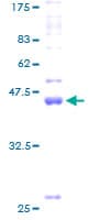 Human CLDN19 / Claudin 19 Protein (Recombinant GST)