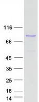 Human MPO / Myeloperoxidase Protein (Recombinant Myc-DDK (Flag))