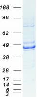 Human EAR2 / NR2F6 Protein (Recombinant Myc-DDK (Flag))