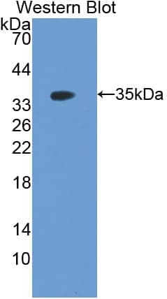 FSTL1 Antibody (aa20-306)