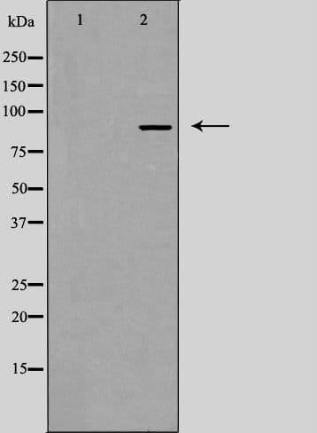IL17RA Antibody