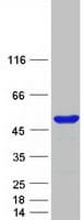 Human BZW2 Protein (Recombinant Myc-DDK (Flag))