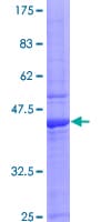 Human IL15 Protein (Recombinant GST)