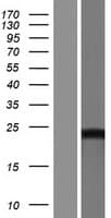 DCTD / dCMP Deaminase Protein (Over-Expression Lysate Myc-DDK (Flag))