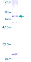 Human APLNR/ Apelin Receptor / APJ Protein (Recombinant GST)
