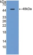 MAPT / Tau Antibody (aa34-368, APC)