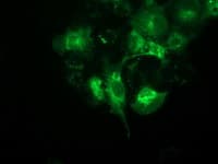 Monoclonal Mouse anti-Human BECN1 / Beclin-1 Antibody (clone OTI3F3, IHC, IF, WB)