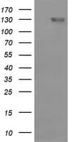 CD163 Antibody (clone OTI3C1)