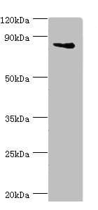 NF90 / ILF3 Antibody (aa785-894)