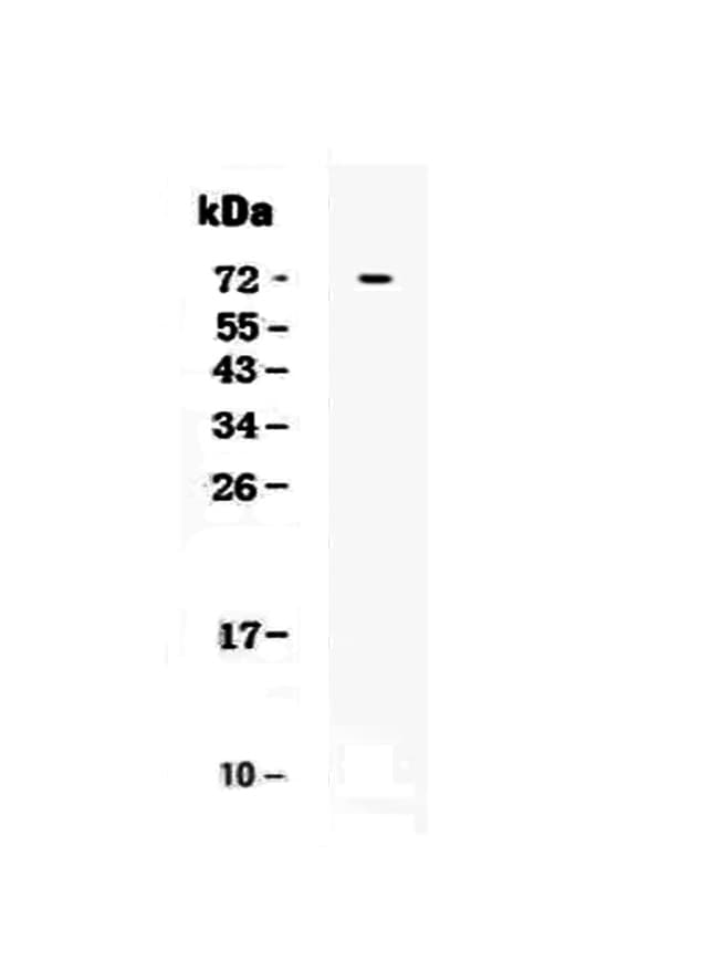 CRLF2 / TSLPR Antibody