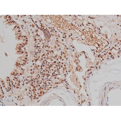 SP1 Antibody (phospho-Thr453)
