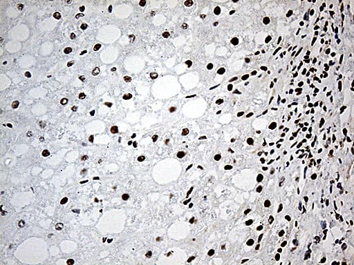 DDX39B / UAP56 Antibody (aa319-428, clone OTI2F11)