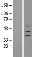 FBXO15 / FBX15 Protein (Over-Expression Lysate Myc-DDK (Flag))