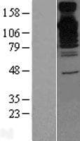 BAG6 / G3 / Scythe Protein (Over-Expression Lysate Myc-DDK (Flag))