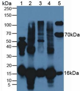 SOD1 / Cu-Zn SOD Antibody (aa2-154)