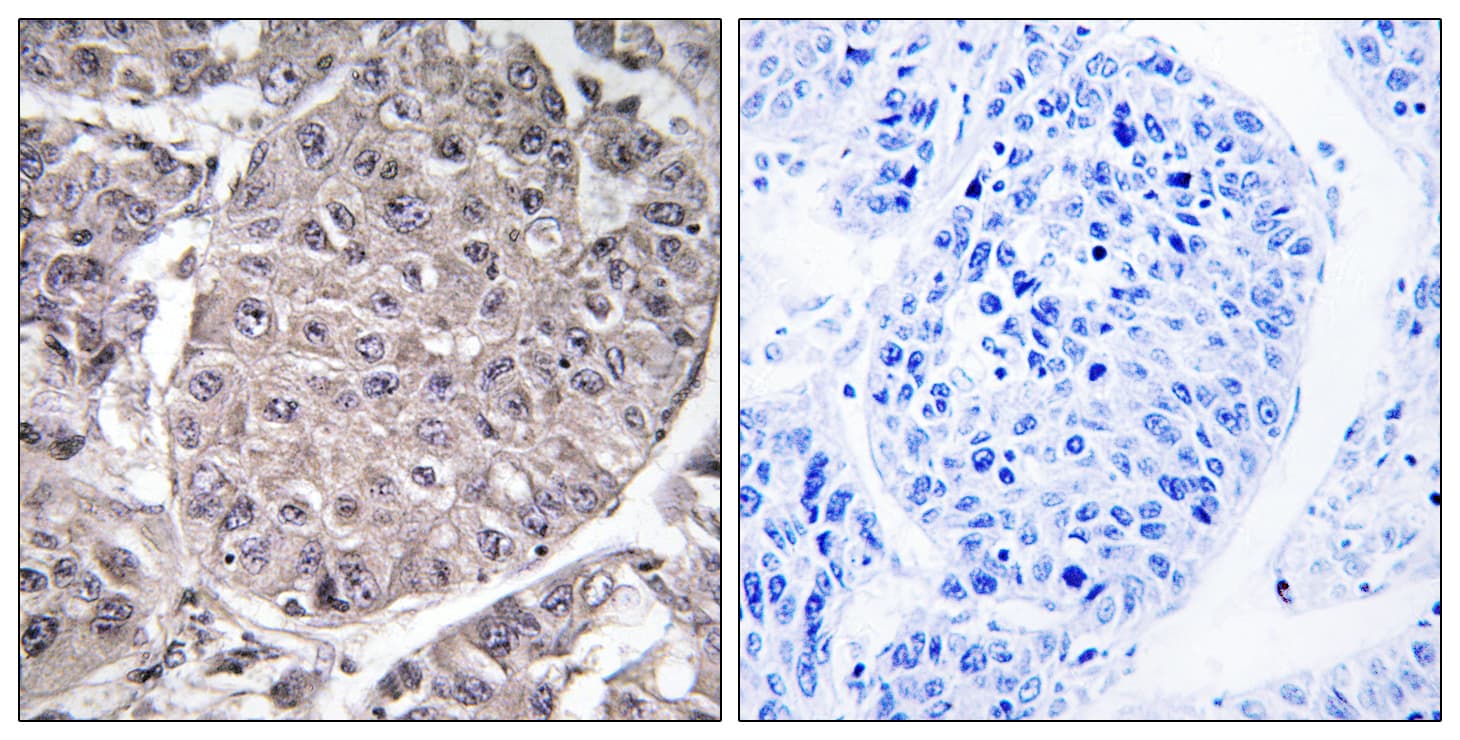 APOL4 / Apolipoprotein L 4 Antibody (aa301-350)