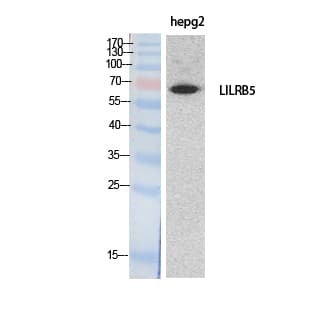LILRB5 / LIR8 Antibody