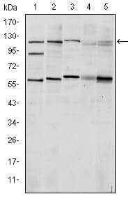 HIF1A / HIF1 Alpha Antibody (clone 1A3)