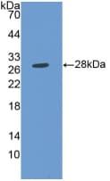 MMP14 Antibody (aa112-321)