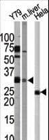 APG5 / ATG5 Antibody (aa209-238)
