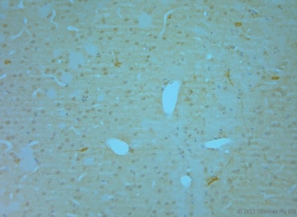 Polyclonal Goat anti-Rat NOS1 / nNOS Antibody (C-Terminus, IHC, WB)