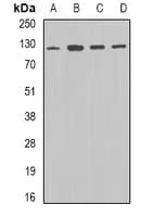 Polyclonal Rabbit anti-Human DDB1 Antibody (IHC, WB)