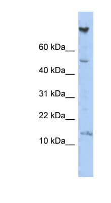 NRARP Antibody (aa35-84)