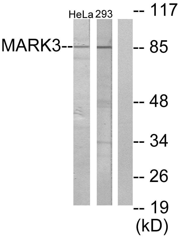 C-TAK1 / MARK3 Antibody