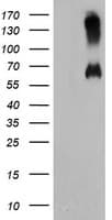 C18orf8 / MIC1; Antibody (clone OTI4E4)