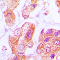 Polyclonal Rabbit anti-Human DNAJB11 Antibody (Internal, IHC, WB)
