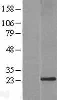 Derlin-3 / DERL3 Protein (Over-Expression Lysate Myc-DDK (Flag))