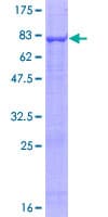 Human STK40 Protein (Recombinant GST)