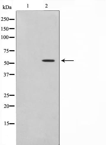 GABRG1 Antibody