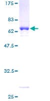 Human HEYL Protein (Recombinant GST)