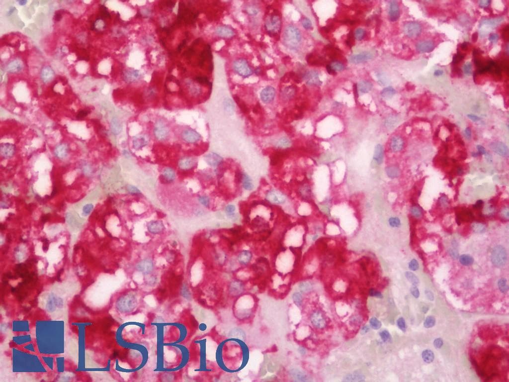 SERPINE2 / Nexin Antibody (clone 2C9, Carrier-free)