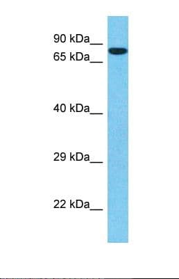 SP1 Antibody (aa385-433)